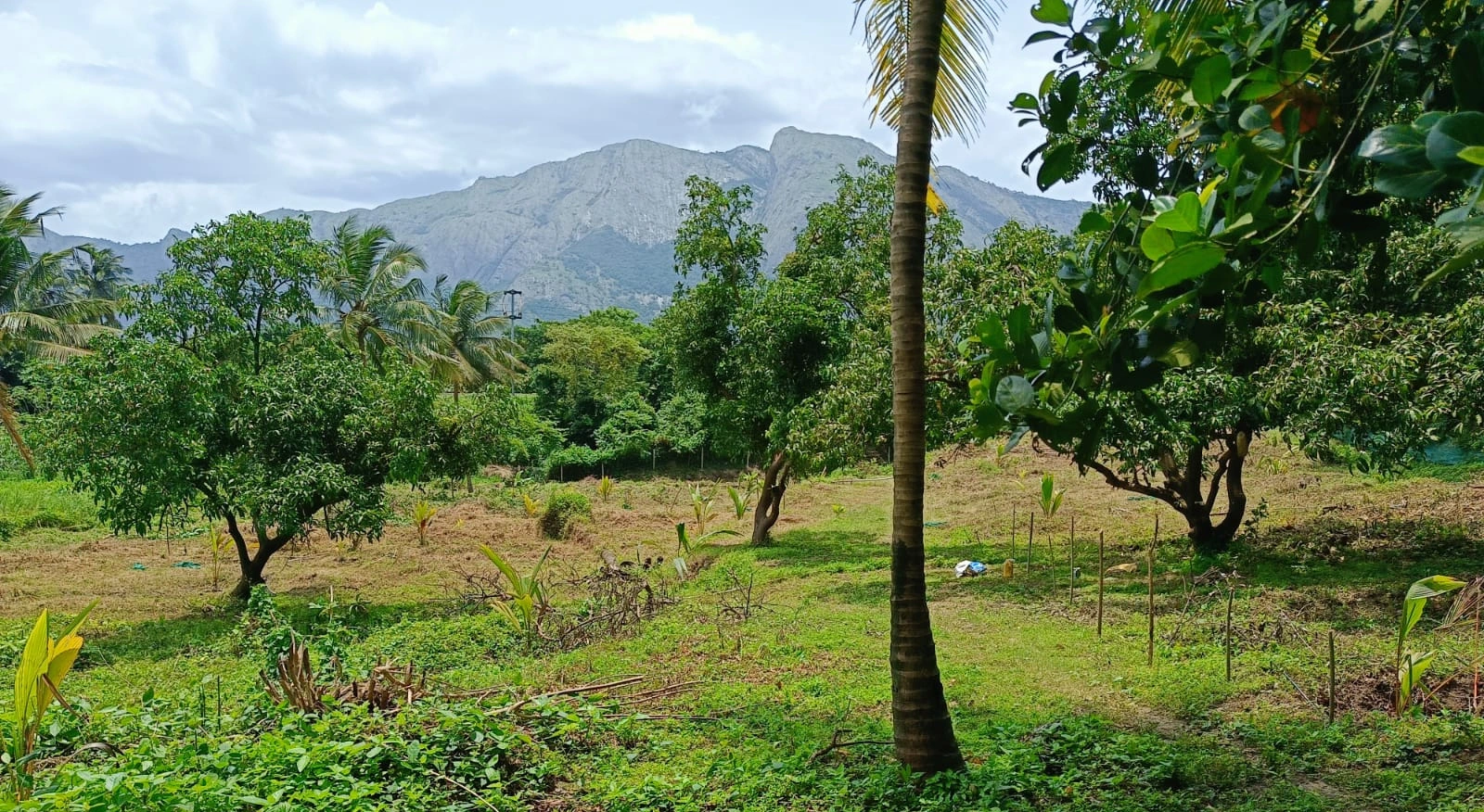 Marian Charities farm